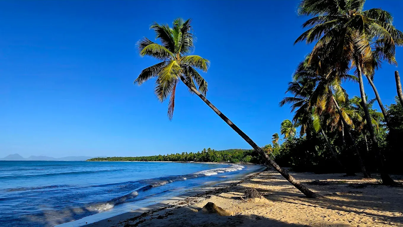 La plage des Salines et ses cocotiers